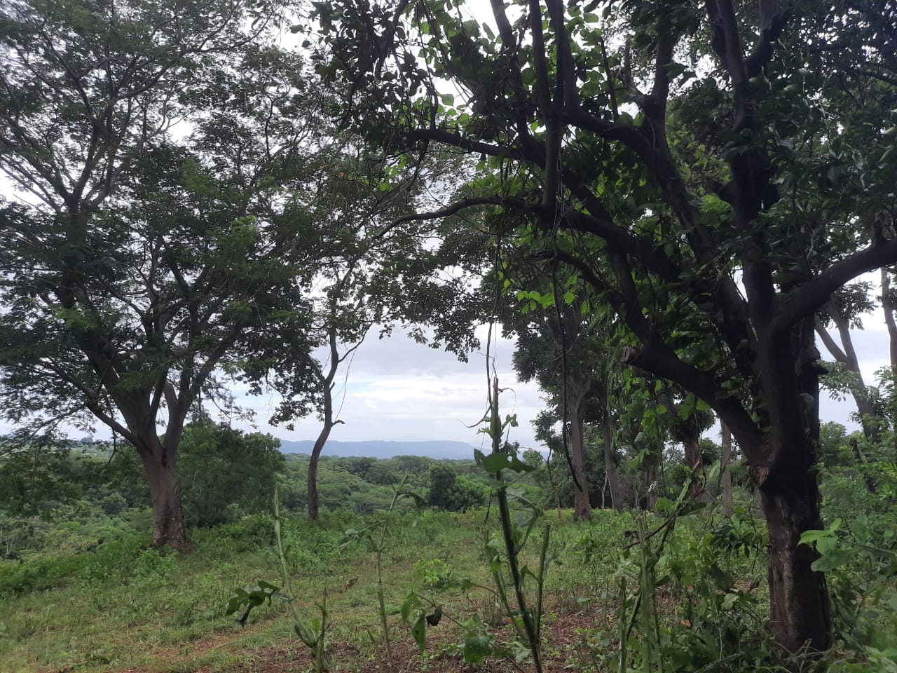 CARRETERA SUR. TERRENO 2,426.171 VR2 EN ZONA FRESCA EN VENTA.